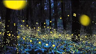 Удивительное природное явление! Невероятно красивые снимки светлячков в Японии. Светлячки в лесах.