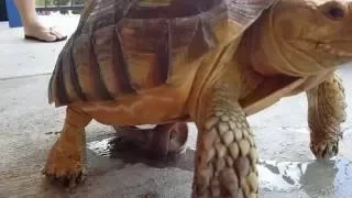 6 YEAR OLD SULCATA TORTOISE MALE ORGAN TRYING TO MATE PART 1