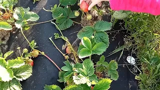 Як посадити полуницю на агроволокно