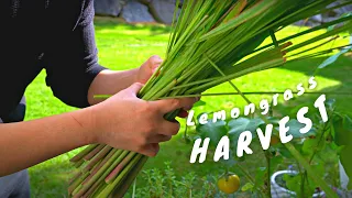 HOW TO HARVEST & STORE LEMONGRASS