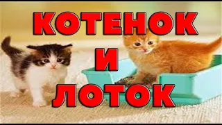 Как приучить котенка к туалету, лотку. Отучить кота метить, гадить. ЛЕГКО и ПРОСТО.Советы ветеринара