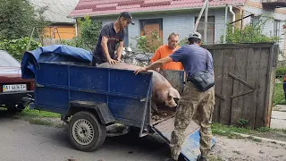 //🇺🇦Село💪Впарив свиню,газовщику,пішла як додому//Погрузка,доставка розгрузка//