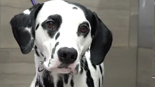 The truth about Dalmatians | Beautiful dog breed