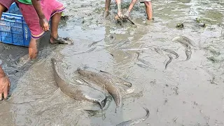 Best Hand Fishing.  Amazing Boys Catching Big Catfish   by Hand in Mud Water   At The river site.