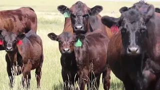 Hager Cattle Company 18th Annual Lim-Flex Bull Sale 2024