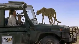 Cute Lion Cub, and Cheetahs Jump on to Truck! | Little Big Cat | BBC Earth