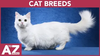 A to Z of Cat Breeds | ABC of Cat Breeds | Cat Breeds starting with...