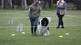 Landseer Newfoundland Dog Rally O Master Course - Mishka