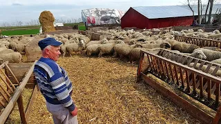 500 DE OI SI CAPRE ,BERBECI MERINOS DE PESTE 100 KG ,LA DOMNUL VASILE . COLELIA ,JUD.IALOMITA.