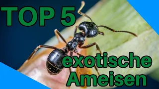 Die 5 besten exotischen Ameisen für Anfänger/Einsteiger