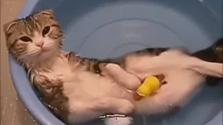 Коты купаются в воде