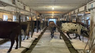 Beautiful afternoon light, cows come in for milking #farming #mother #calf #dairyfarm #smallbusiness