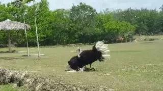 【Amazing!】 UNSUCCESSFUL Ostrich Mating Dance To Human