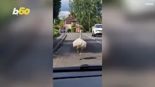 Watch This Silly Rhea Go On a Midday Run in England