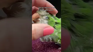 The Ins and Outs of Quaker Parrots