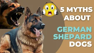 5 Myths About German Shepherd Dogs  🐾