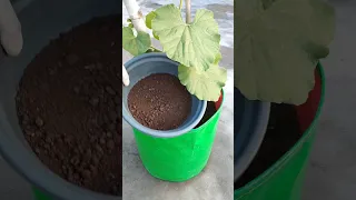 सब्जियों वाले पौधे के लिए सबसे अच्छी खाद🤗 | Fertilizer for vegetable plants #shorts #gardening