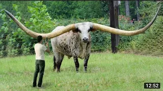 Top 10 Animals With The Biggest Horns In The World #horns