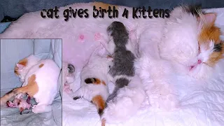 The caramel cat gave birth to 4 kittens