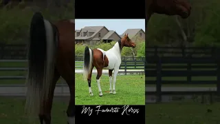 4 самых красивых видов и пород лошадей) #лошади#horses#horse#schleich#shorts