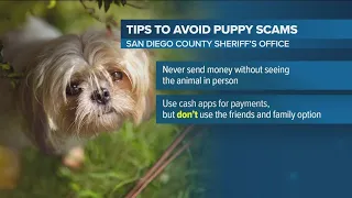 Beware of puppy scams in San Diego County