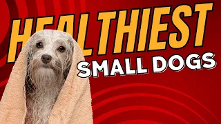 Top 10 Healthy Small Dog Breeds for Long and Happy Lives - Dogs 101