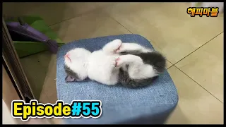 [2020]배꼽 빠지게 웃긴 고양이와 강아지😸🐶 & 기타 영상모음 #55 Dogs and Cat Funny Moments | Funny Animals Compilation #55