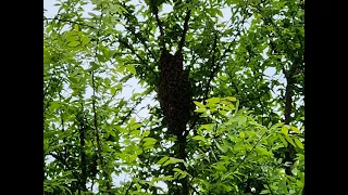 Swarm in a Tree - Why not in our Swarm Box?