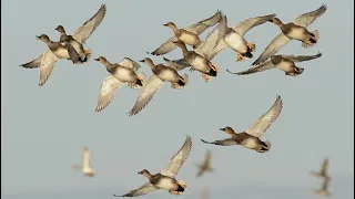 10 Gadwall hunt one flock | Duck Hunting in pakistan | Murghabi ka shikar