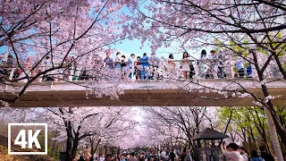 🌸Cherry Blossoms🌸 Flower Tunnel Walk in Seoul Forest l 4K HDR