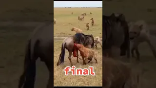 Seriously injured but wildebeest still escaped from the hyenas #shorts#wildlife#animals#lions #wilda