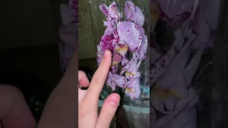 Орхидея мутант