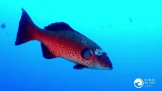 Thomas Reef Dive Site - Sharm El Sheikh - Red Sea Marine Life - Scuba Diving 🤿 Egypt