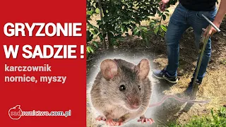 GRYZONIE: karczownik, nornice, myszy W SADZIE - Sadownictwo po góralsku cz. 1/3
