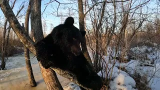 Медведица притомилась.
