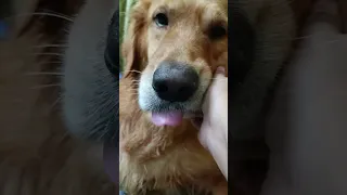 #spray #dailyvlogs sam ko dar lagta hai#goldenretriever #dogs 🐶🐕