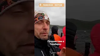 Как увидеть китов? Териберка Мурманск