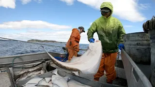 Setting and Hauling Halibut Longline - Alaska Commercial Fishing