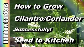 How to Grow Cilantro 101 ( & Coriander) - Seed to Kitchen! EVERYTHING You Need to Know