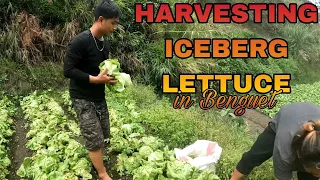 GANITO PALA MAGHARVEST NG LECHUGAS (ICEBERG LETTUCE)