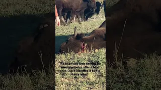 Bleeding a bison. Also not pretty.