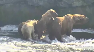 482 Brett and yearlings at the falls in the far pool 7/31/2019