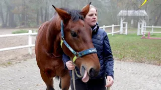 Pferd frisst bis der Arzt kommt - Alt-Oldenburger Wallach Johan zum Check bei Ariane Telgen