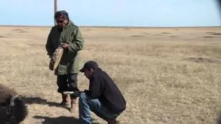 Buffalo return to the Cheyenne River Reservation