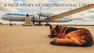 A Dog Waited His Entire life For His Master To Return / TRUE STORY