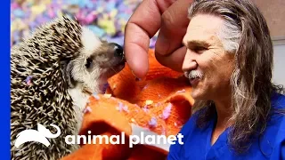 Tali The Hedgehog Gets A Cancerous Tumor Removed | Dr. Jeff: Rocky Mountain Vet