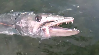 Giant Barracuda Caught Fishing the Flats, Scary!