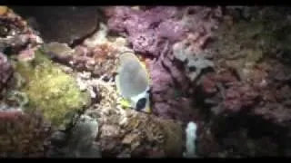 Raja Ampat Misool Night Dive