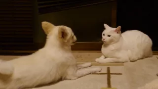 猫に話しかける犬