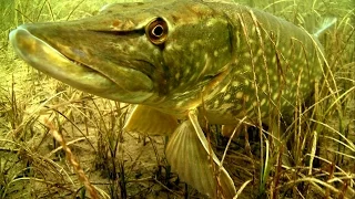 Щука каннибал: атака на рыболовные комбинированные приманки под водой. Ирландия.